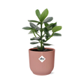 Clusia Princess in ELHO Vibes Fold 14cm roze