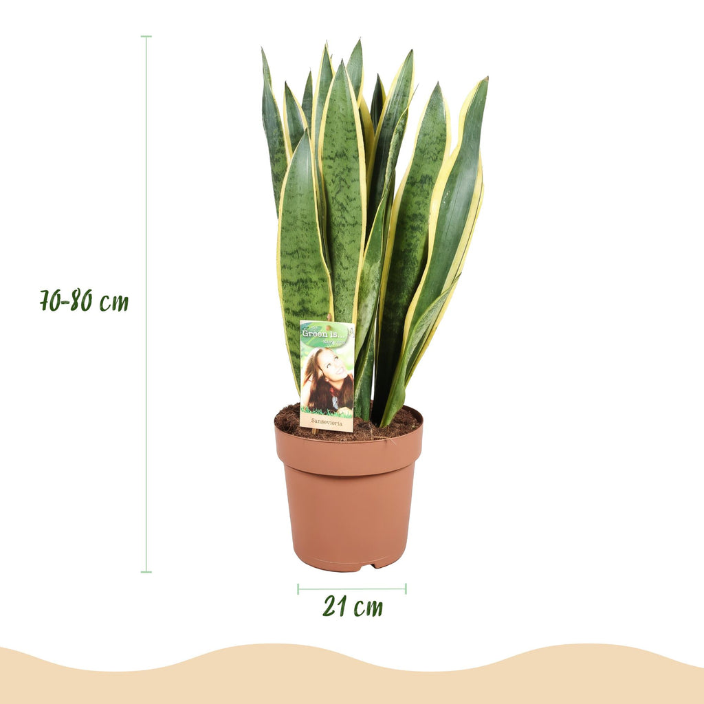 Green is... Kamerplanten - Sansevieria Laurentii - Vrouwentong - Weinig onderhoud - Groen - 1 Plant - Pot 21cm - Hoogte 70-80cm