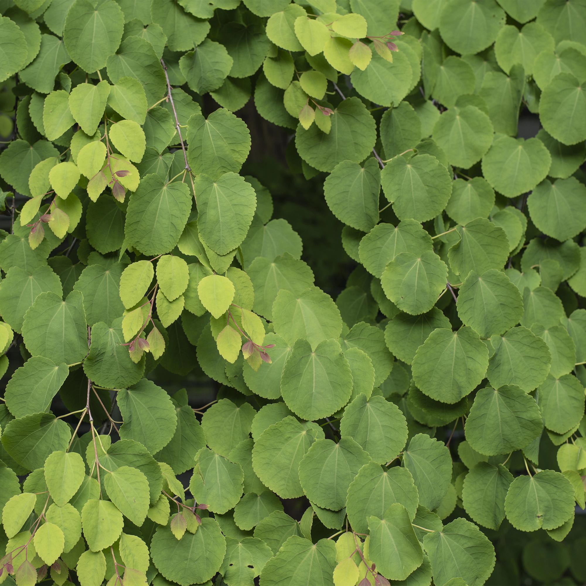 Tuinplant - Cercidiphyllum japonicum - Groen 3 Planten - Bladverliezend - Weinig Onderhoud - Pot 12cm Hoogte 35cm