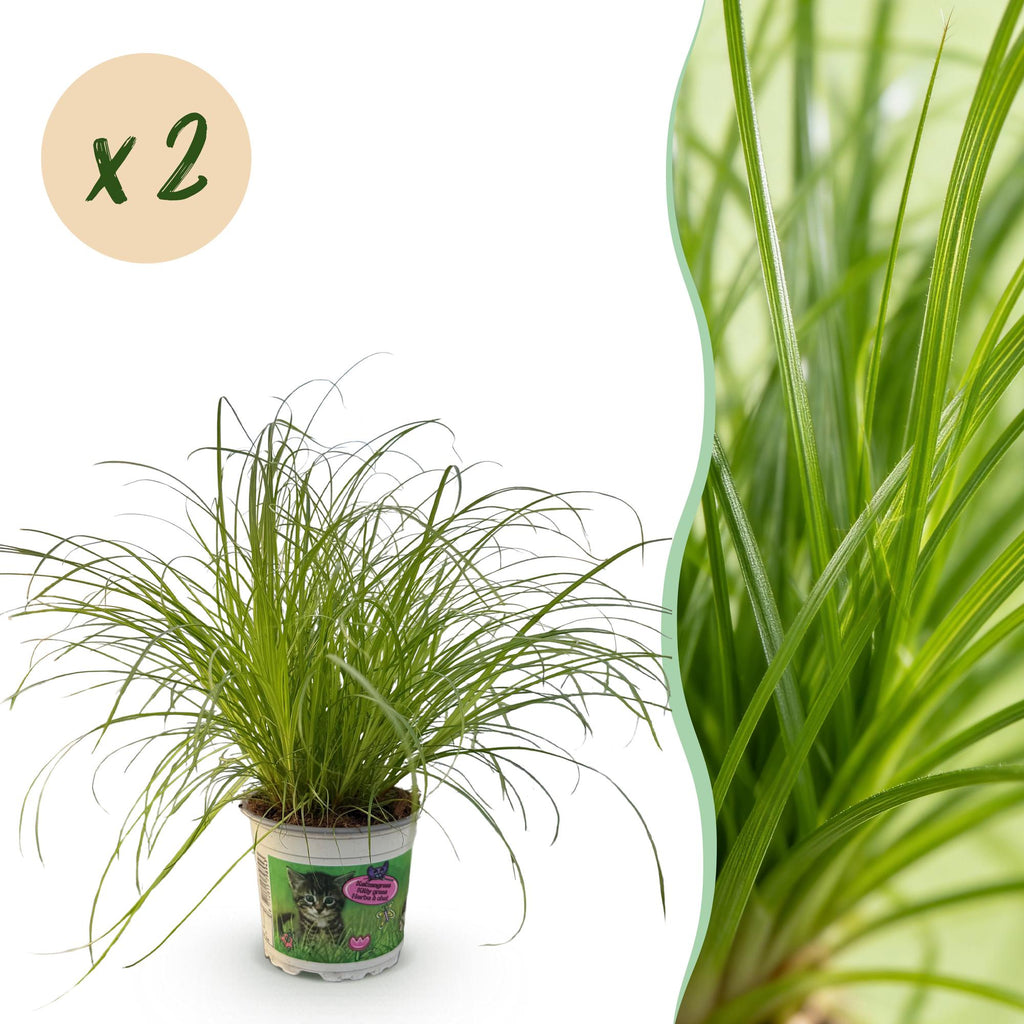 Kamerplant - Cyperus alternifolius Zumula - Kattengras - Huisdiervriendelijk - Groen - 2 Planten - Pot 12cm - Hoogte 28-30cm