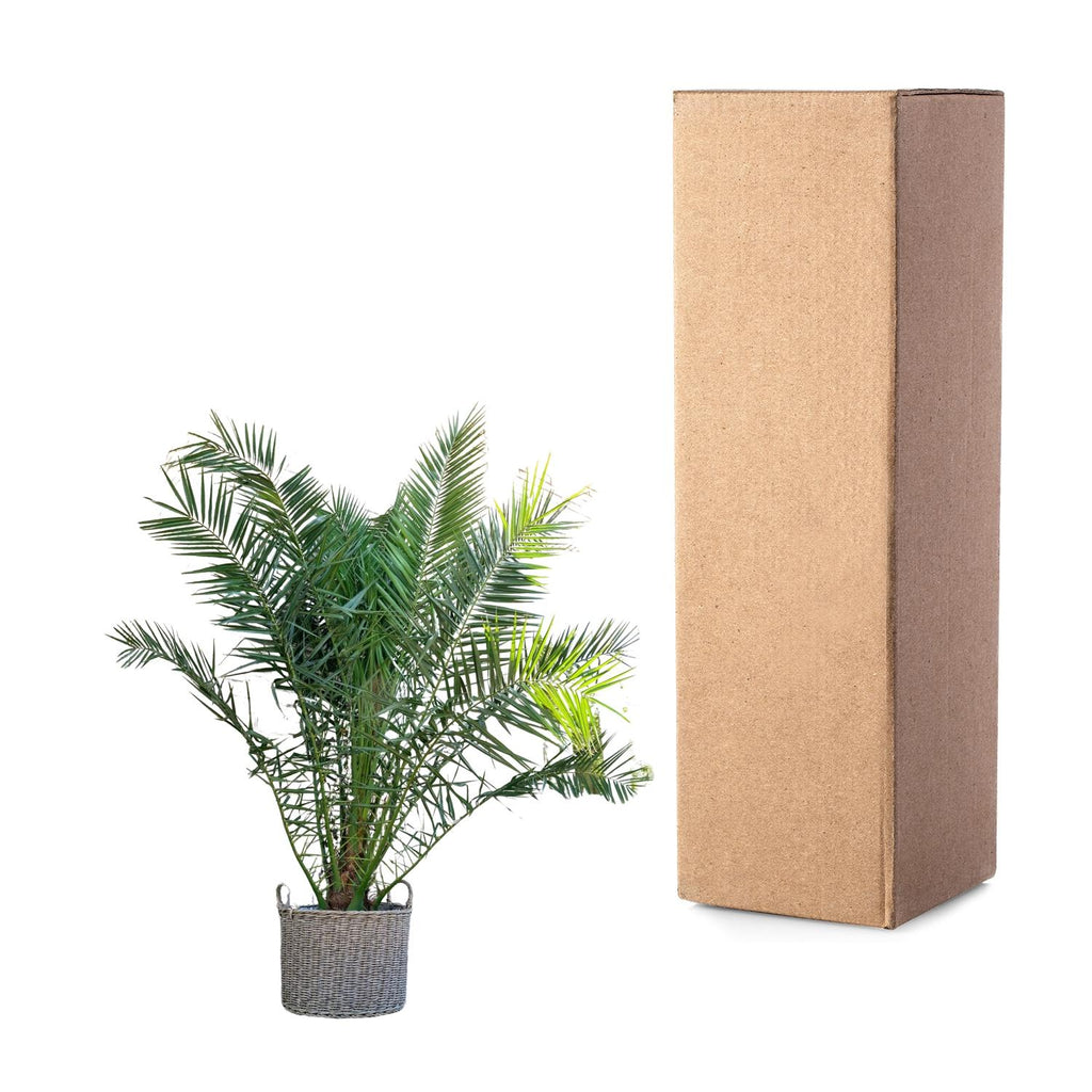 Phoenix Canariensis - 230cm - ø50