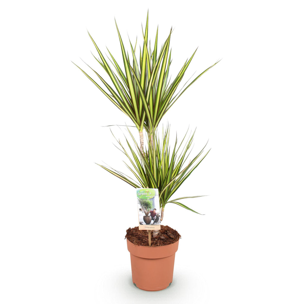 Green is... Kamerplanten - Dracaena Sunray - Drakenbloedboom - Weinig onderhoud - Groen - 1 Plant - Pot 17cm - Hoogte 70-75cm