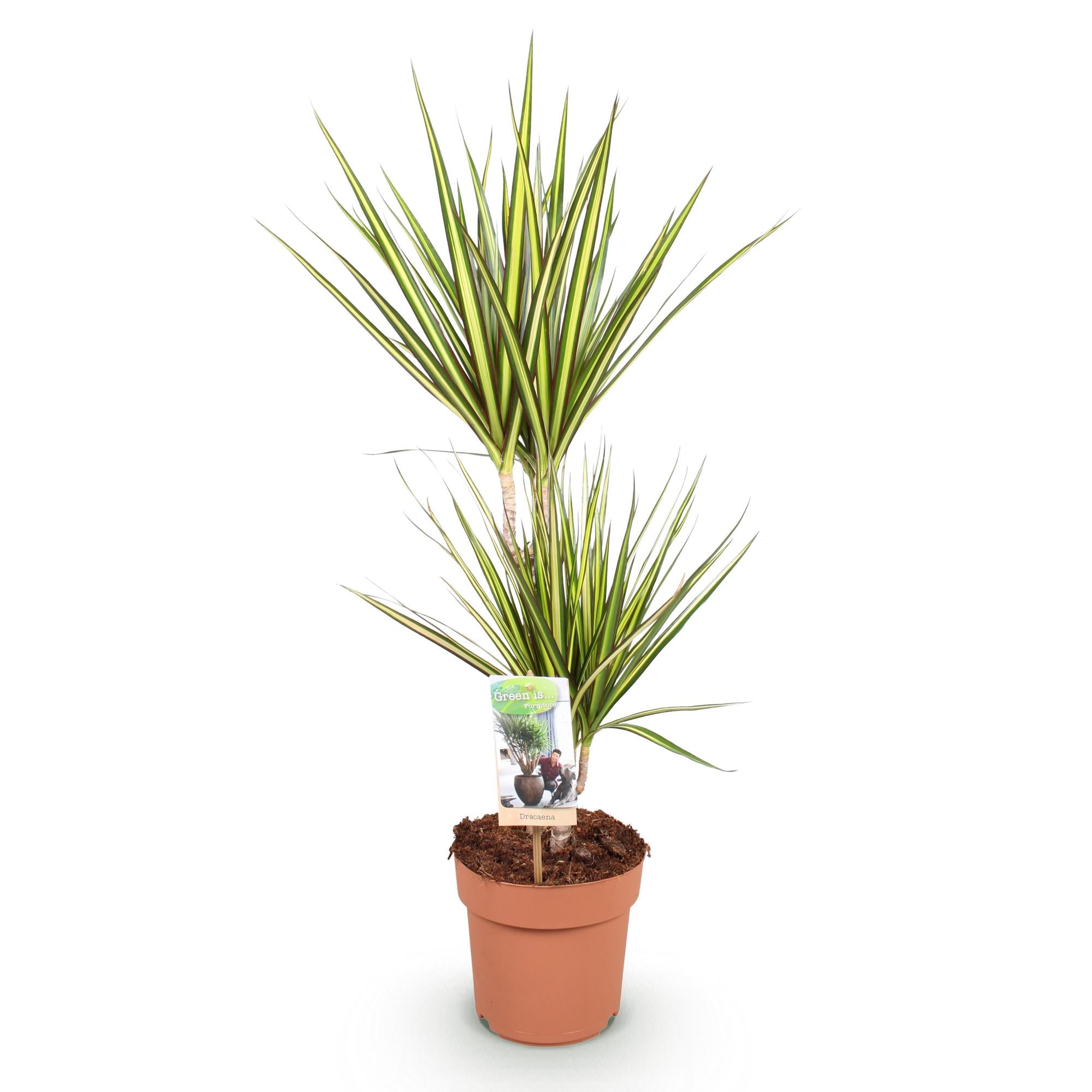 Green is... Kamerplanten - Dracaena Sunray - Drakenbloedboom - Weinig onderhoud - Groen - 1 Plant - Pot 17cm - Hoogte 70-75cm