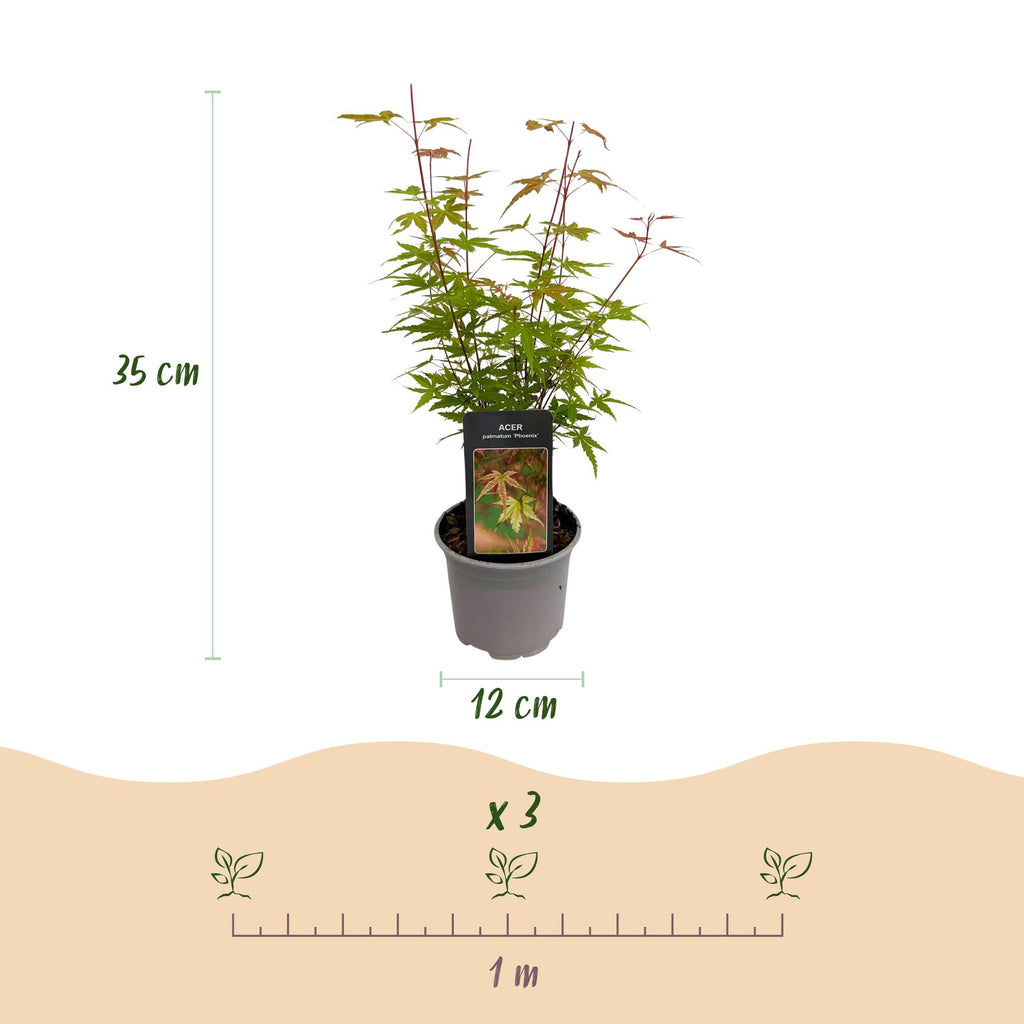 Tuinplant - Acer palmatum Phoenix - Roze - 3 Planten - Bladverliezend - Weinig Onderhoud - Pot 12cm Hoogte 35cm
