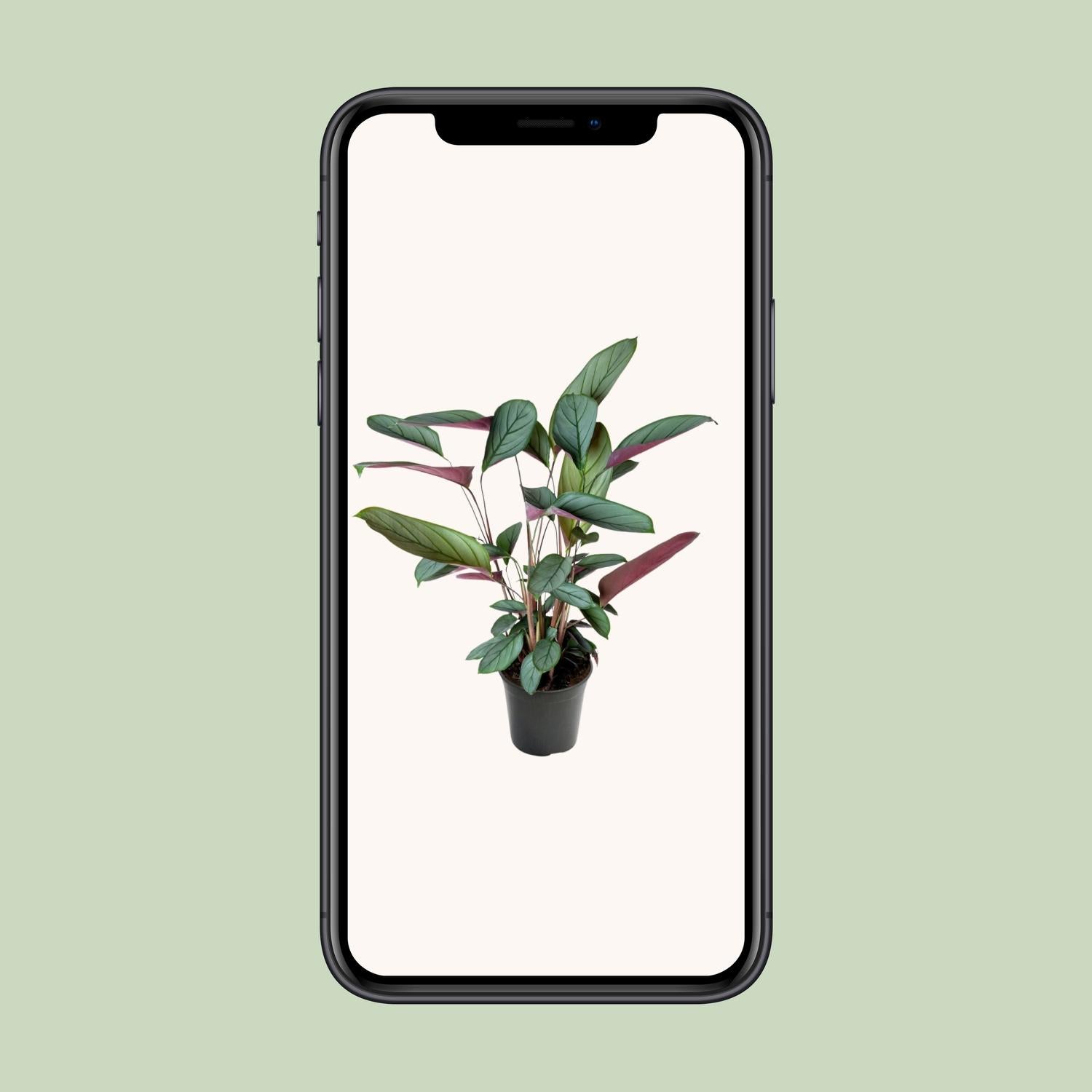 Ctenanthe Setosa - Ø17cm - ↕60cm