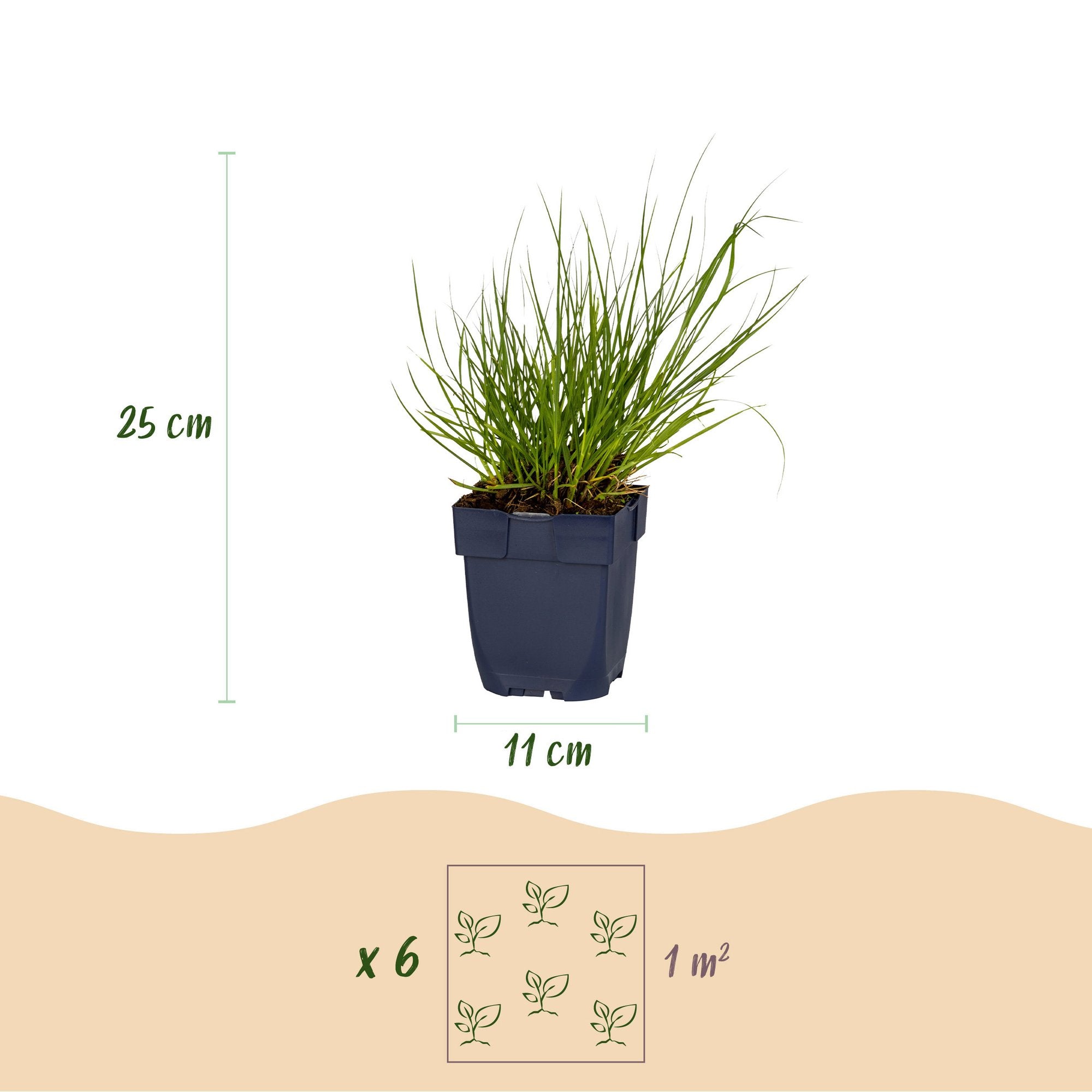 Grassen - Panicum virg. Northwind - Prairiegraan - Met Pluim - Groen - 12 Planten - Pot 11cm - Hoogte 15-25cm