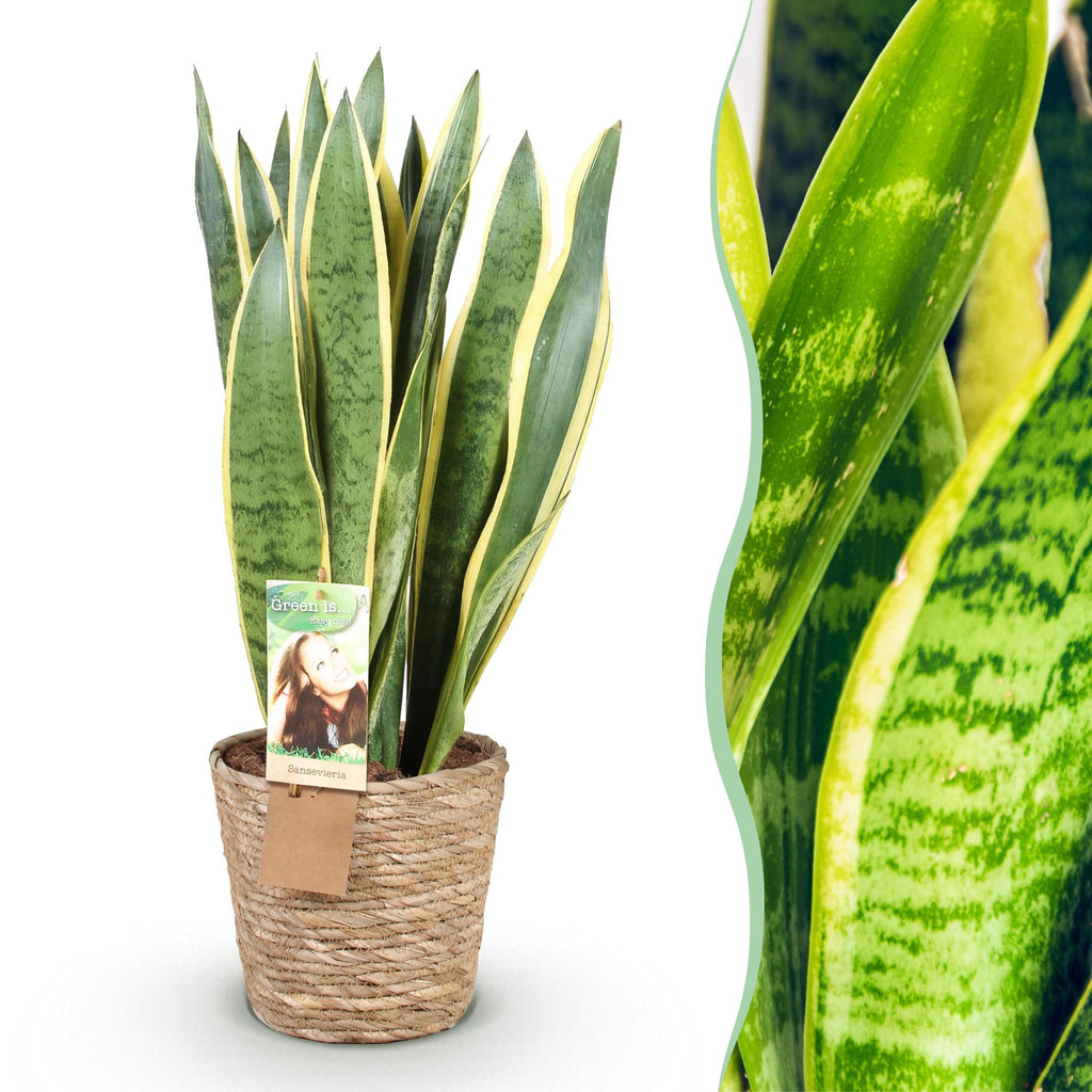 Green is... Kamerplanten - Sansevieria Laurentii - Vrouwentong - Weinig onderhoud - met mand - Groen - 1 Plant - Pot 21cm - Hoogte 70-80cm