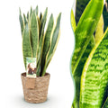 Green is... Kamerplanten - Sansevieria Laurentii - Vrouwentong - Weinig onderhoud - met mand - Groen - 1 Plant - Pot 21cm - Hoogte 70-80cm