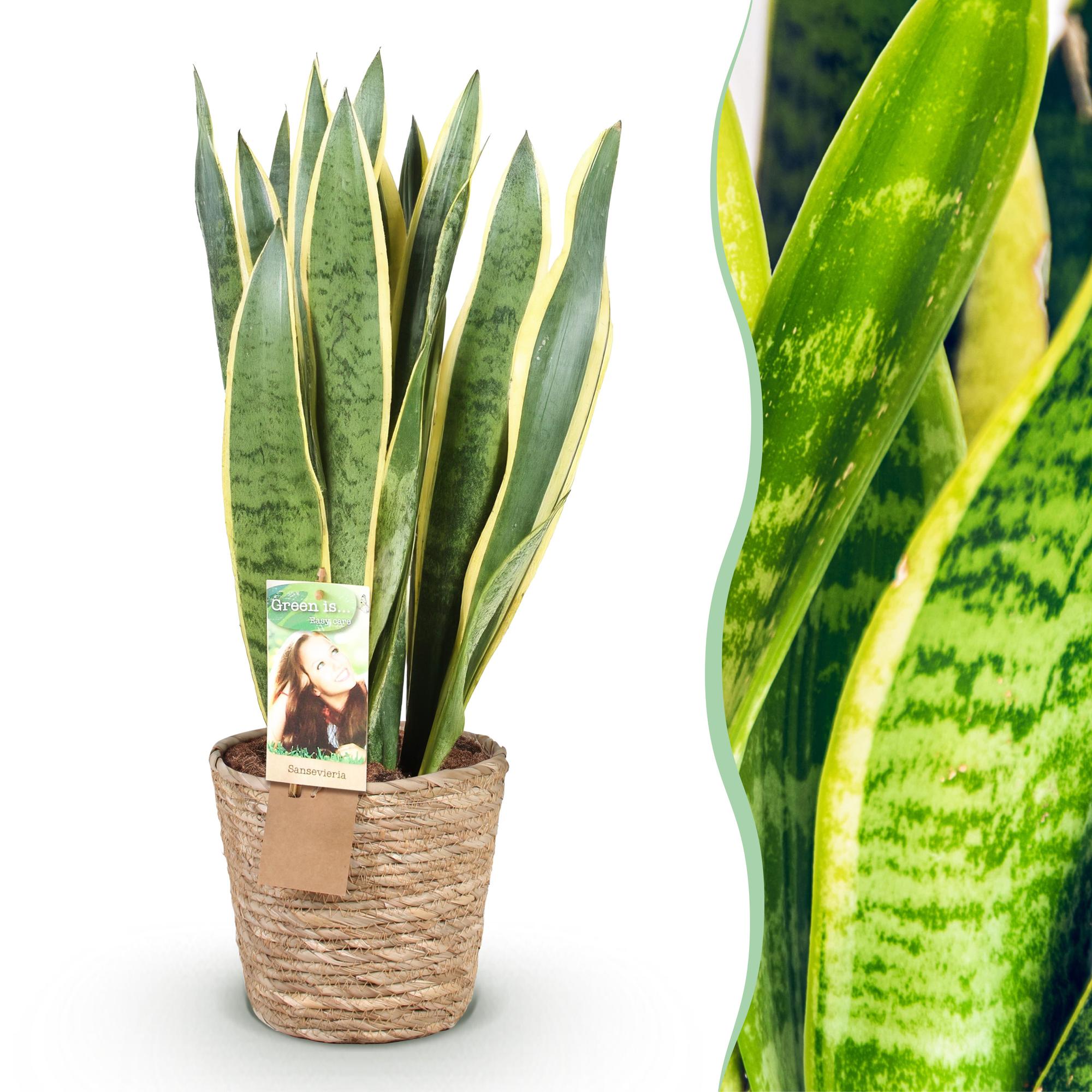 Green is... Kamerplanten - Sansevieria Laurentii - Vrouwentong - Weinig onderhoud - met mand - Groen - 1 Plant - Pot 21cm - Hoogte 70-80cm