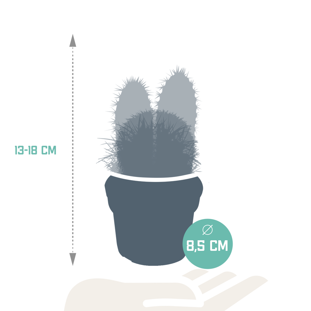 Cactus mix 8.5 cm - 3x - zonder pot