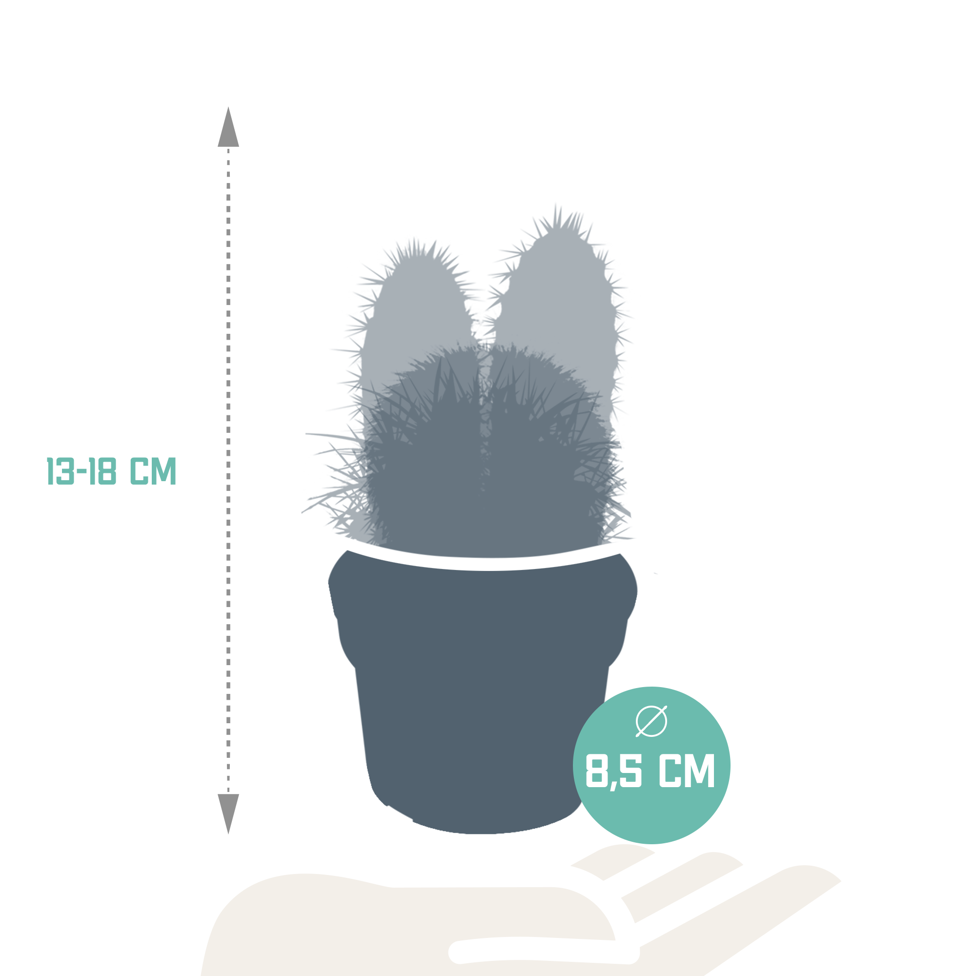 Cactus mix 8.5 cm - 3x - zonder pot