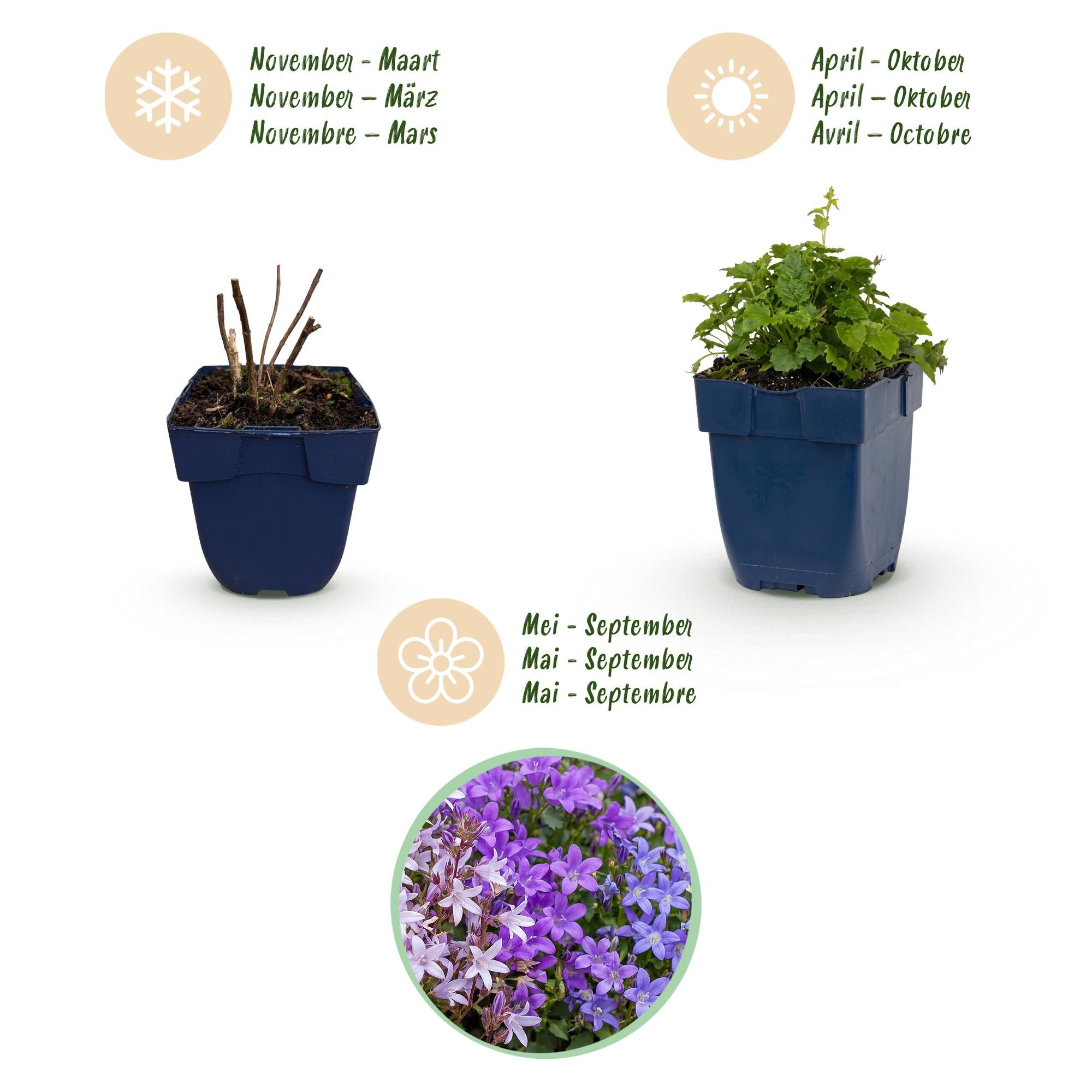 Vasteplant - Campanula portenschlagiana Tricolour - Perzikbladklokje - Bodembedekkend - Paars - Roze - Wit - 6 Planten - Pot 11cm - Hoogte 15-25cm