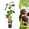 Fruitplant - Ficus caria Little miss Figgy - Vijgenboom - Winterhard - Rode Vrucht - 2 Planten - Pot 15cm - Hoogte 50cm
