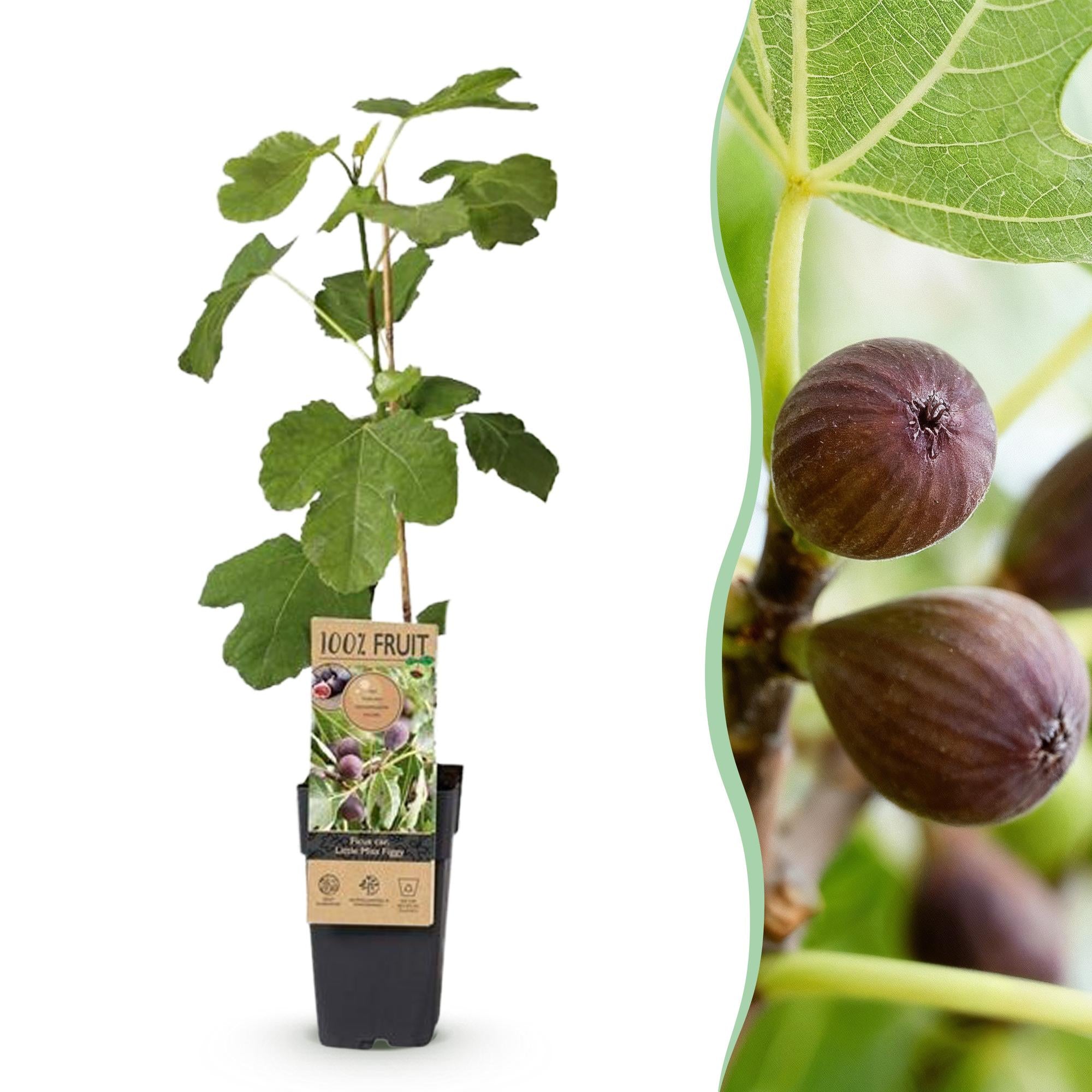 Fruitplant - Ficus caria Little miss Figgy - Vijgenboom - Winterhard - Rode Vrucht - 2 Planten - Pot 15cm - Hoogte 50cm