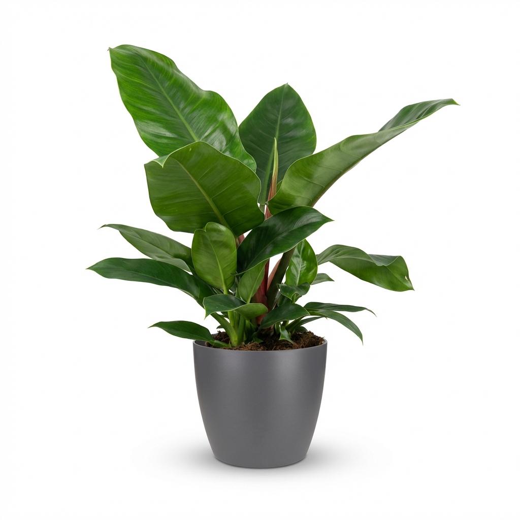 Kamerplant - Philodendron - Philodendron Imperial Green - Groen - Weinig onderhoud - 1 Plant - met Potter Grijs - Pot 19cm - Hoogte 65cm