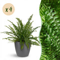 Kamerplant - Nephrolepsis exaltata Green Lady - Varen - Huisdiervriendelijke Plant - Groen - 4 Planten - met Potter Grijs - Pot 12cm - Hoogte 25cm
