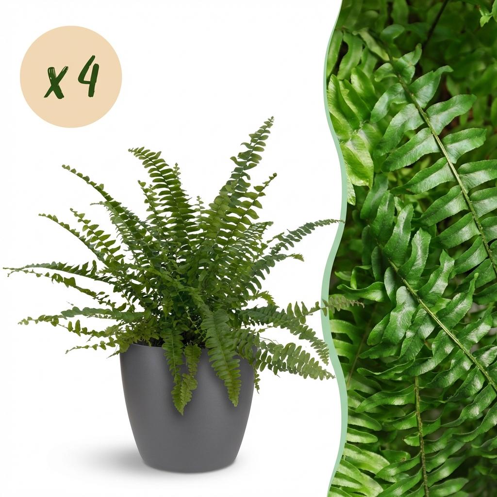 Kamerplant - Nephrolepsis exaltata Green Lady - Varen - Huisdiervriendelijke Plant - Groen - 4 Planten - met Potter Grijs - Pot 12cm - Hoogte 25cm