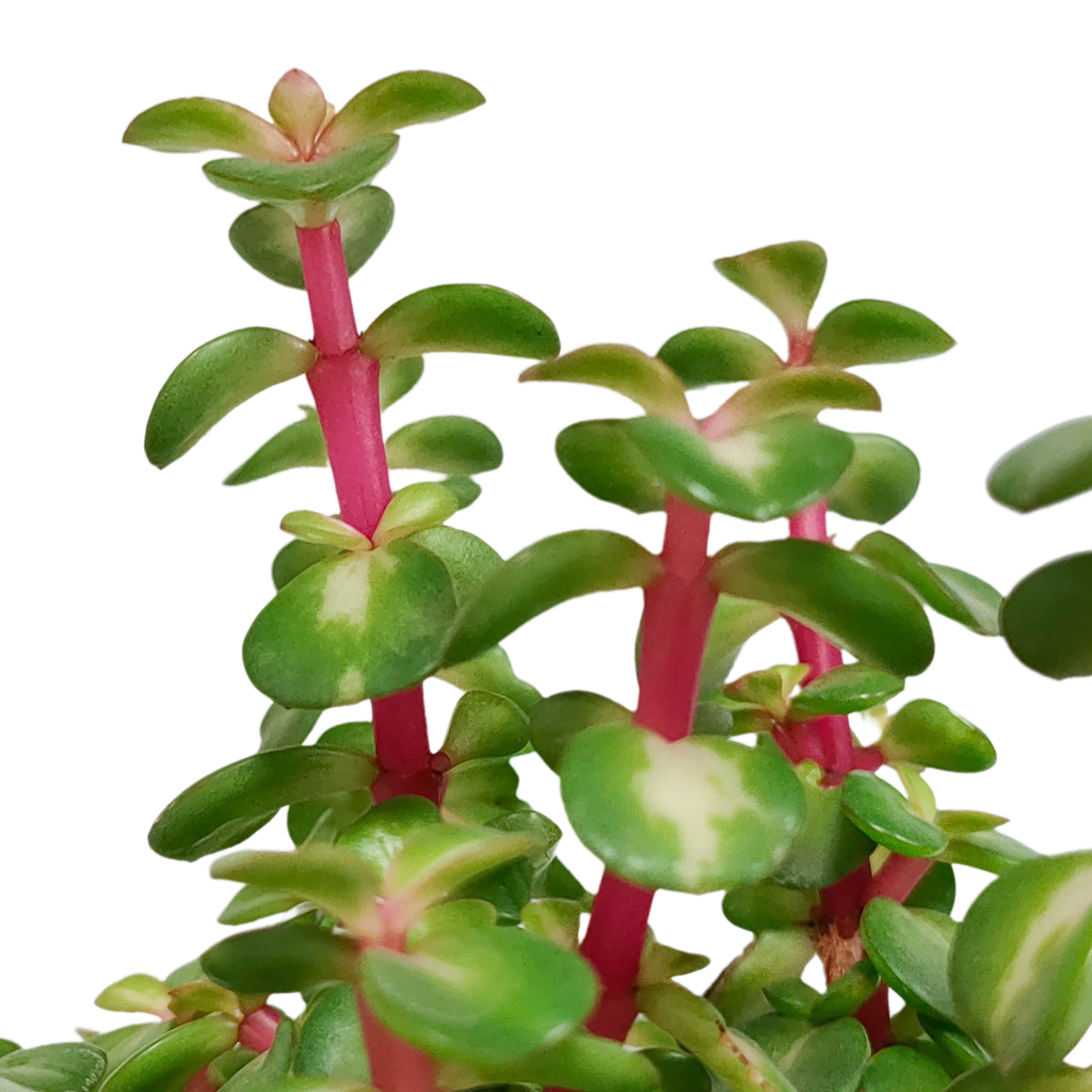 Portulacaria afra mediopicta 10,5cm - zonder pot