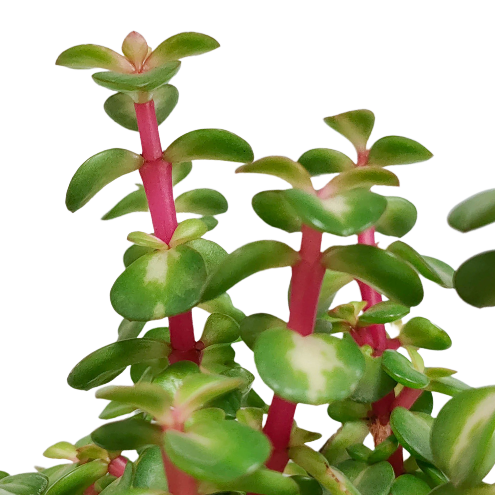 Portulacaria afra mediopicta 10,5cm - zonder pot