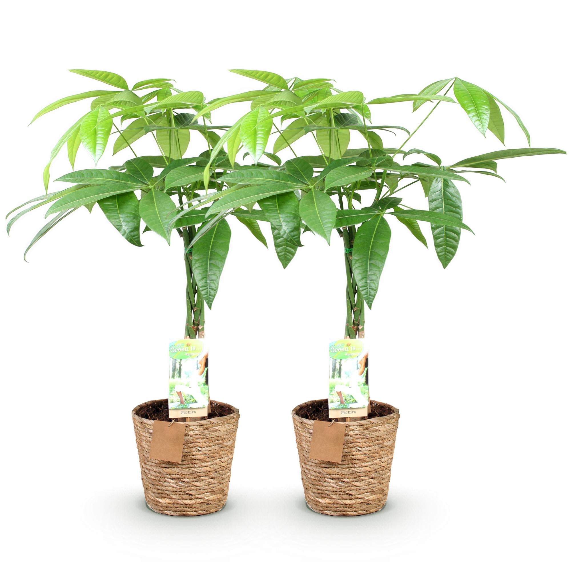 Green is... Kamerplanten - Pachira Aquatica gevlochten stam - Geldboom - Weinig onderhoud - met mand - Groen - 2 Planten - Pot 17cm - Hoogte 60-70cm