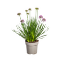 Allium Senescens Millenium Ø19 cm - ↕50 - 60cm