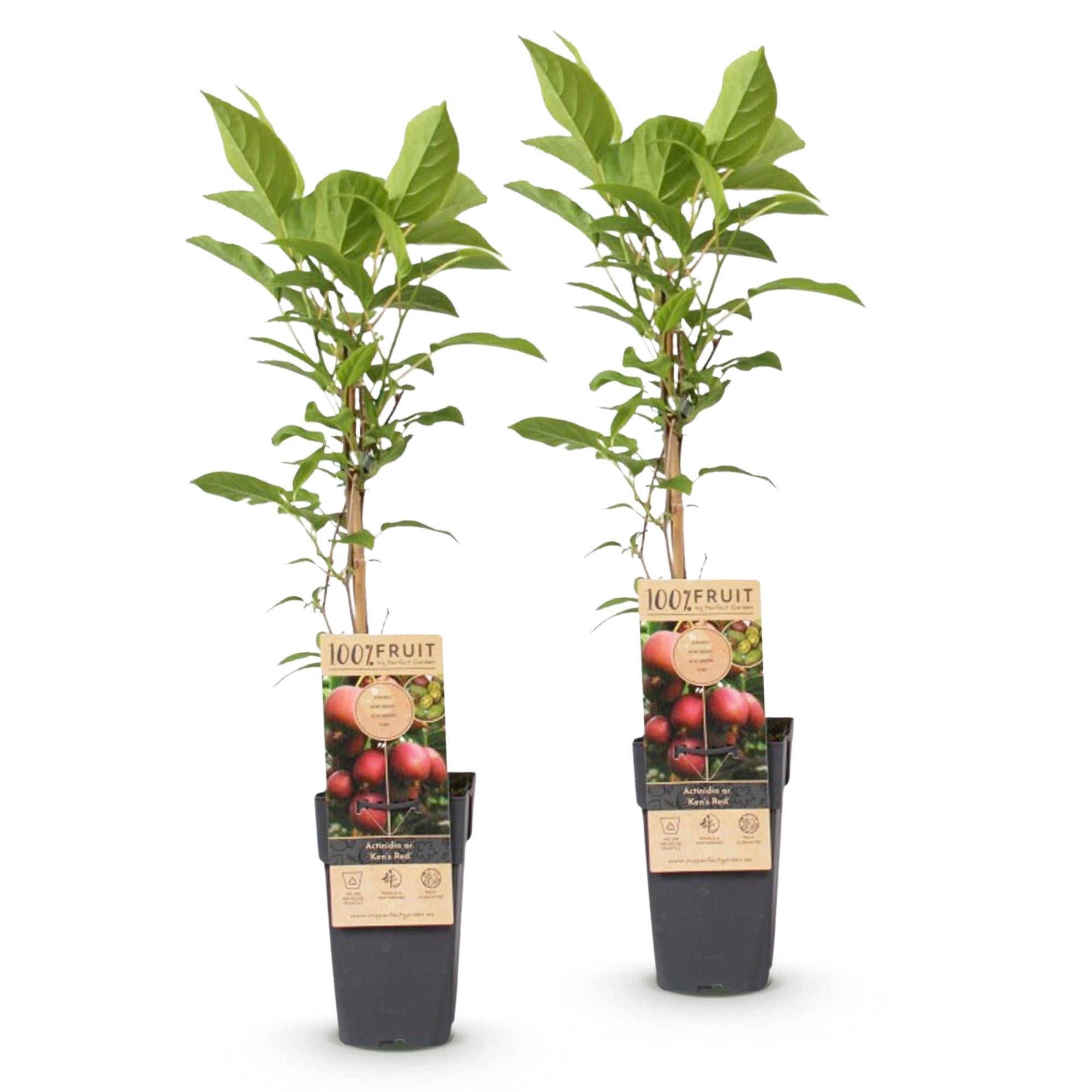 Fruitplant - Actinidia deliciosa Ken,s Red - Kiwiplant - Vrouwelijk - Rode Vrucht - 2 Planten - Pot 15cm - Hoogte 50cm