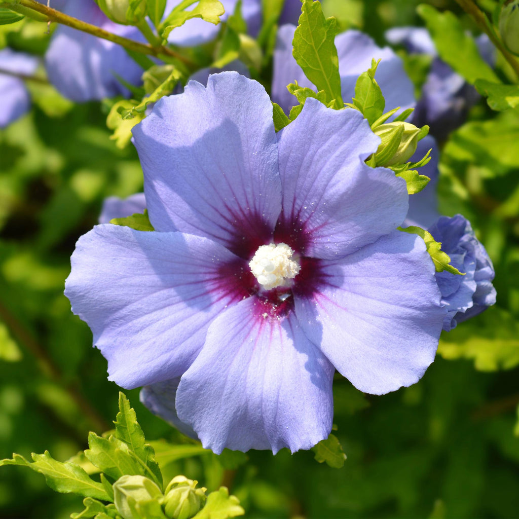 Tuinplant - Hibiscus syriacus Oiseau Blue - Tuin Hibiscus - Winterhard - Blauw - 3 Planten - Pot 17cm - Hoogte 45cm