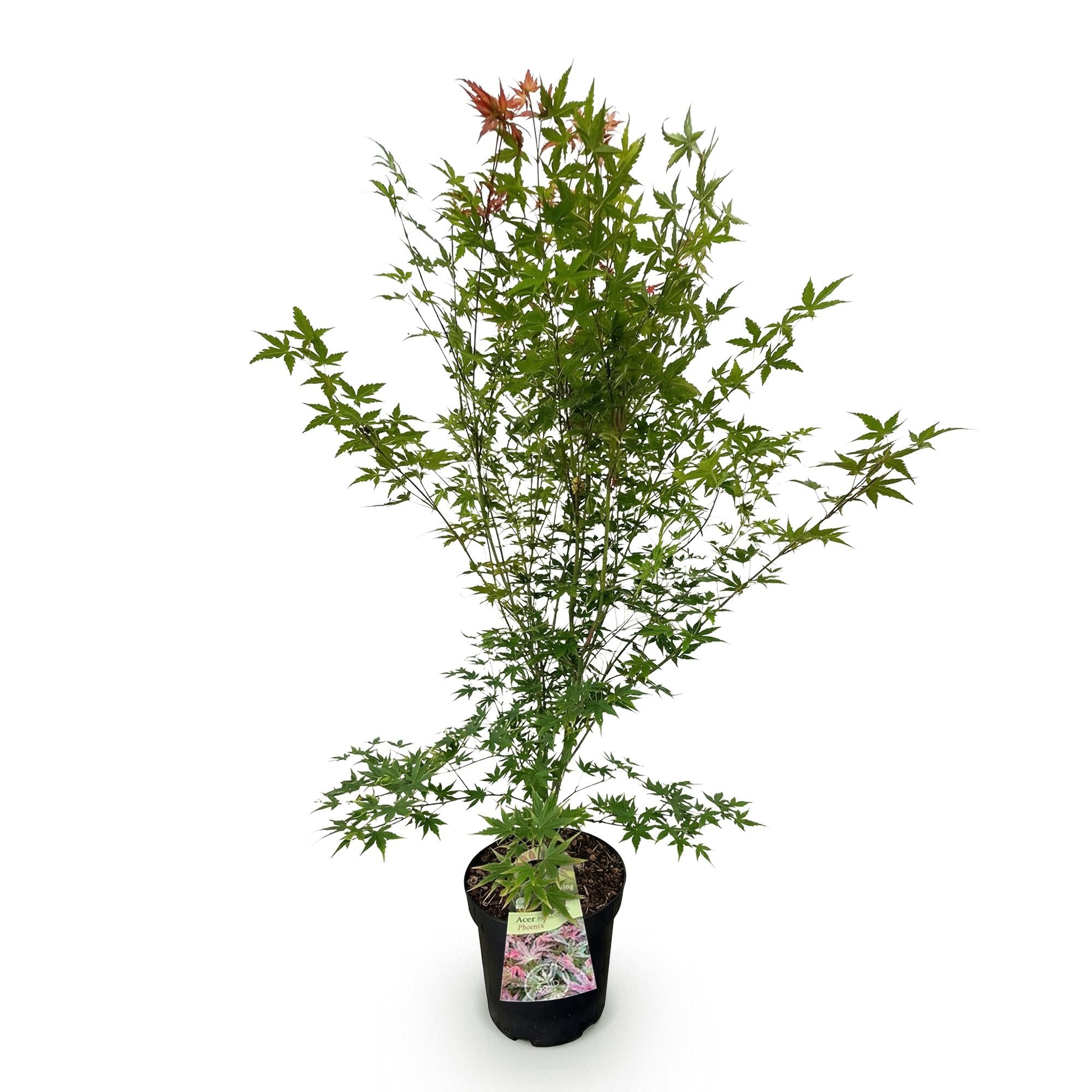 Tuinplant - Acer palmatum Phoenix - Japanse Esdoorn - Bladverliezend - Groen - Rood - 1 - Pot 26cm - Hoogte 90cm