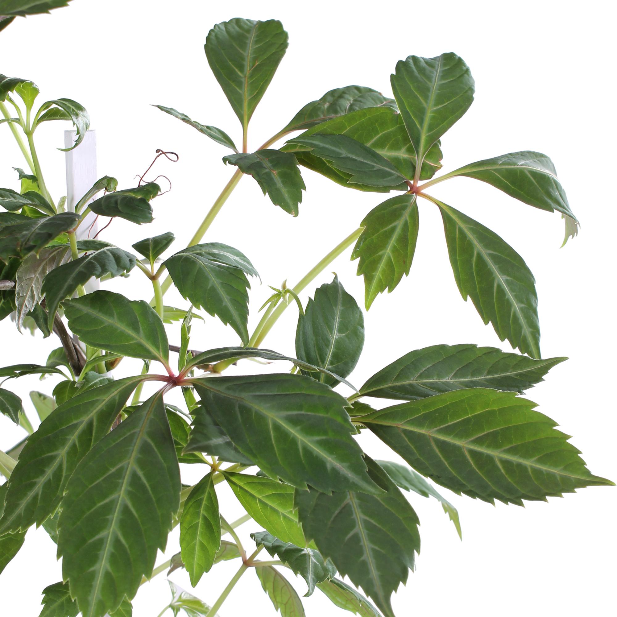 Parthenocissus henryana - Chinese Wilde Wingerd - Ø15cm - ↕65cm
