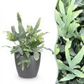 Kamerplant - Phlebodium aureum Blue Star - Blauwe Varen - Huisdiervriendelijke Plant - Blauw - 1 Plant - met Potter Grijs - Pot 12cm - Hoogte 25cm