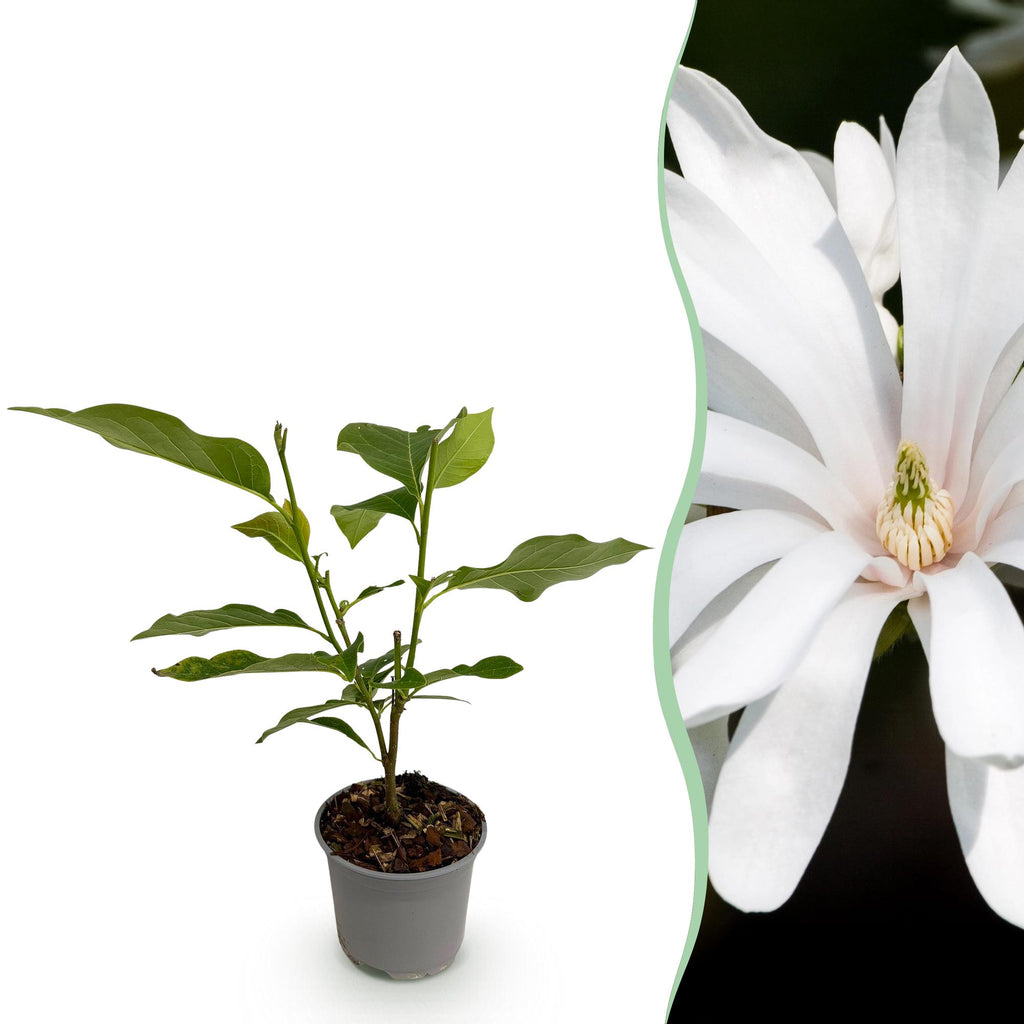 Tuinplant - Magnolia stellata Royal Star - Bloem Wit - 1 Plant - Bladverliezend - Weinig Onderhoud - Pot 12cm Hoogte 30cm