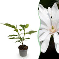 Tuinplant - Magnolia stellata Royal Star - Bloem Wit - 1 Plant - Bladverliezend - Weinig Onderhoud - Pot 12cm Hoogte 30cm