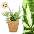 Kamerplant - Pteris cretica Albolineata - Lintvaren - Huisdiervriendelijke Plant - Groen - 2 Planten - met Mand - Pot 12cm - Hoogte 20cm