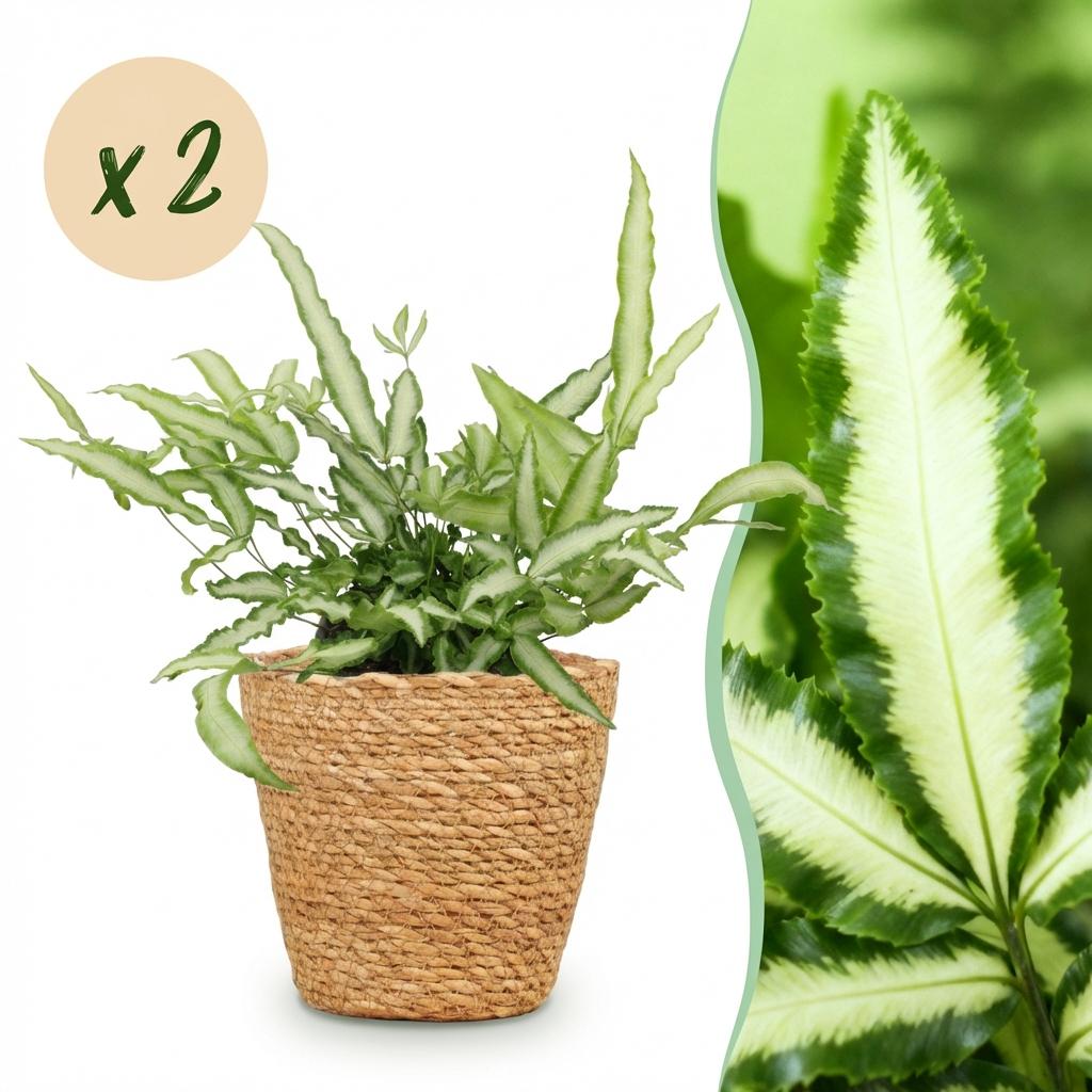 Kamerplant - Pteris cretica Albolineata - Lintvaren - Huisdiervriendelijke Plant - Groen - 2 Planten - met Mand - Pot 12cm - Hoogte 20cm
