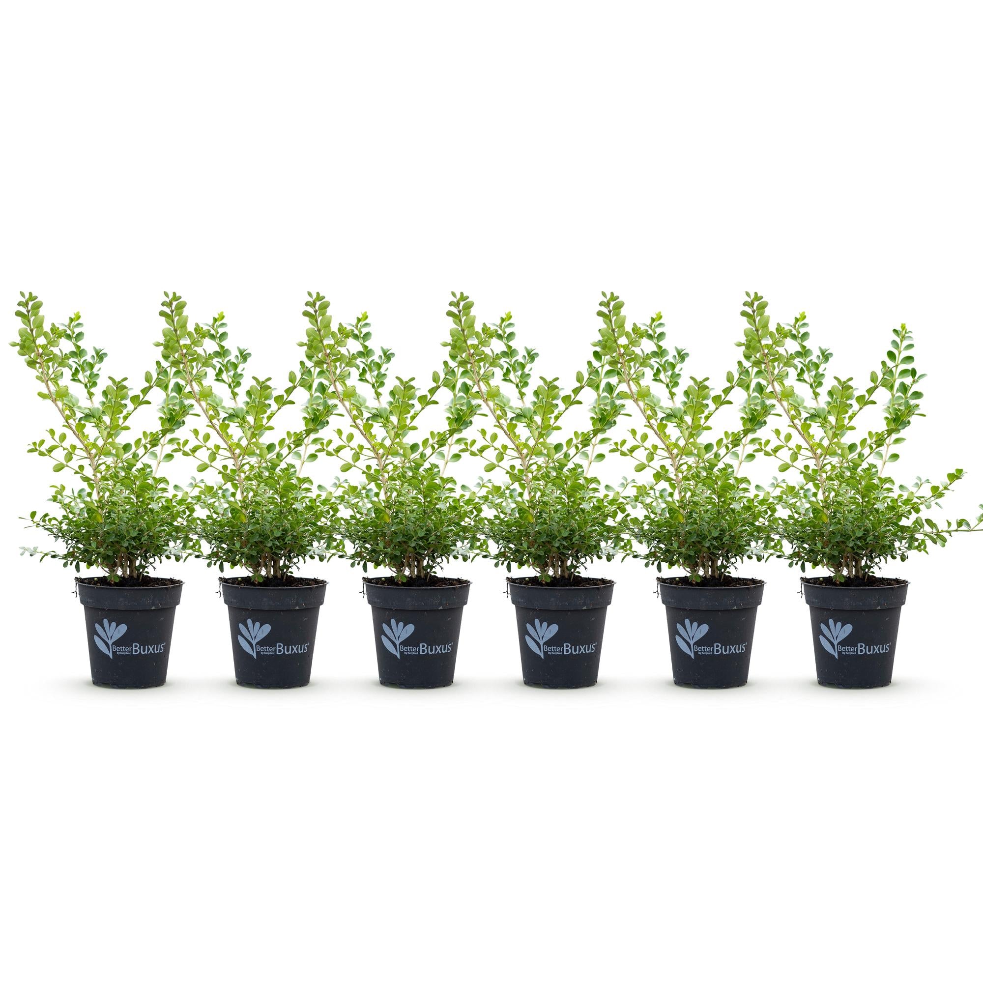 Buxus Haag - BetterBuxus Babylon Beauty - Resistant tegen de Buxus schimmel - 6 planten - 1 strekkende meter - pot 13cm hoogte 30-35