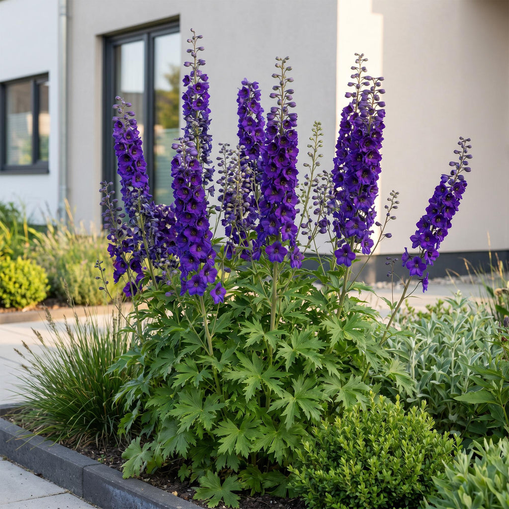 Vasteplant - Delphinium (P) Black Knight - Ridderspoor - Bijen en Vlinderlokkers - Paars - 24 Planten - Pot 11cm - Hoogte 15-25cm