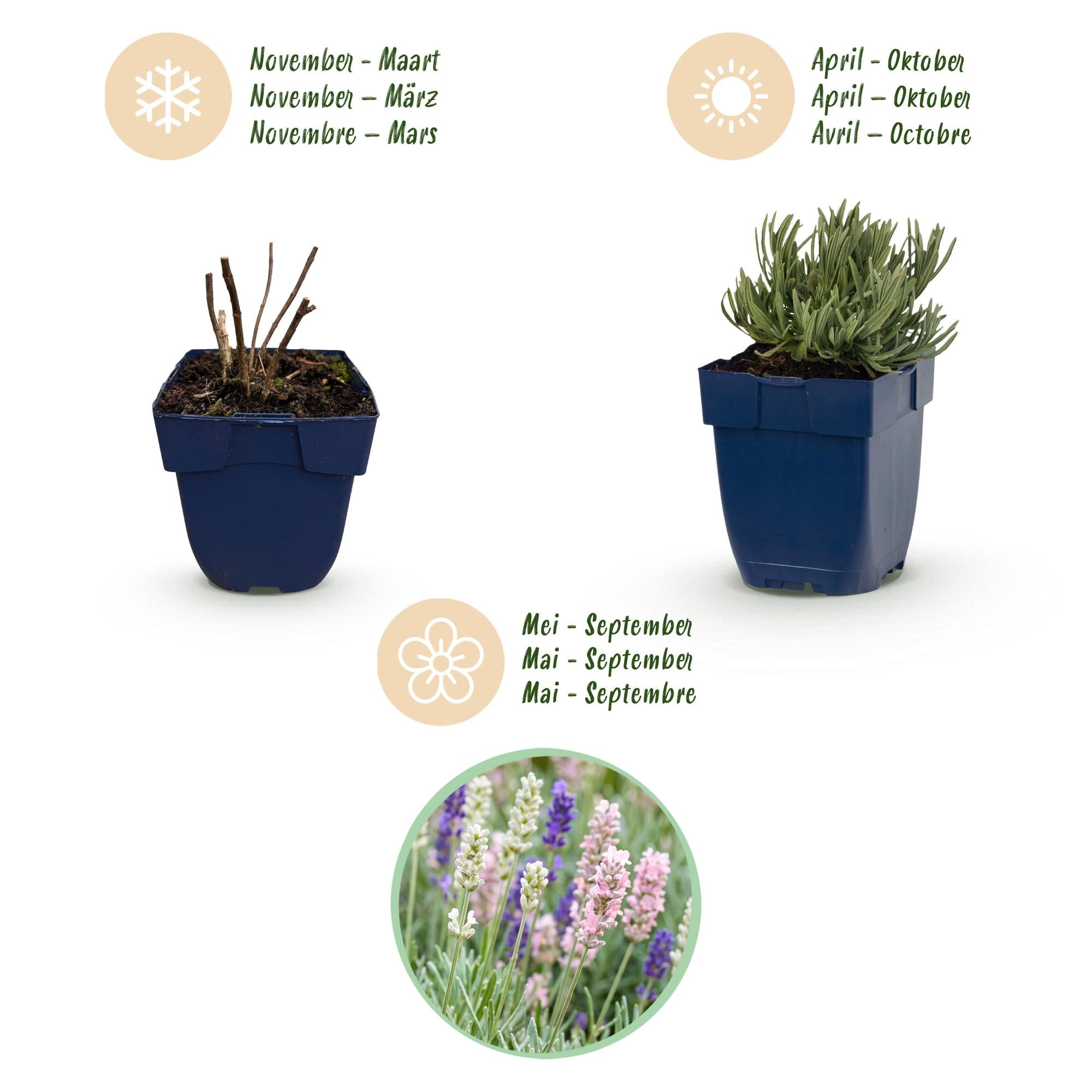 Vasteplant - Lavandula Tricolour - Lavendel - Geurend - Blauw - Roze - Wit - 6 Planten - Pot 11cm - Hoogte 15-25cm