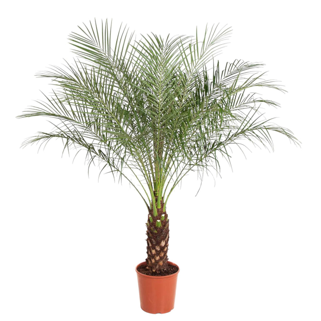 Phoenix Roebelenii - 150 cm - ø32