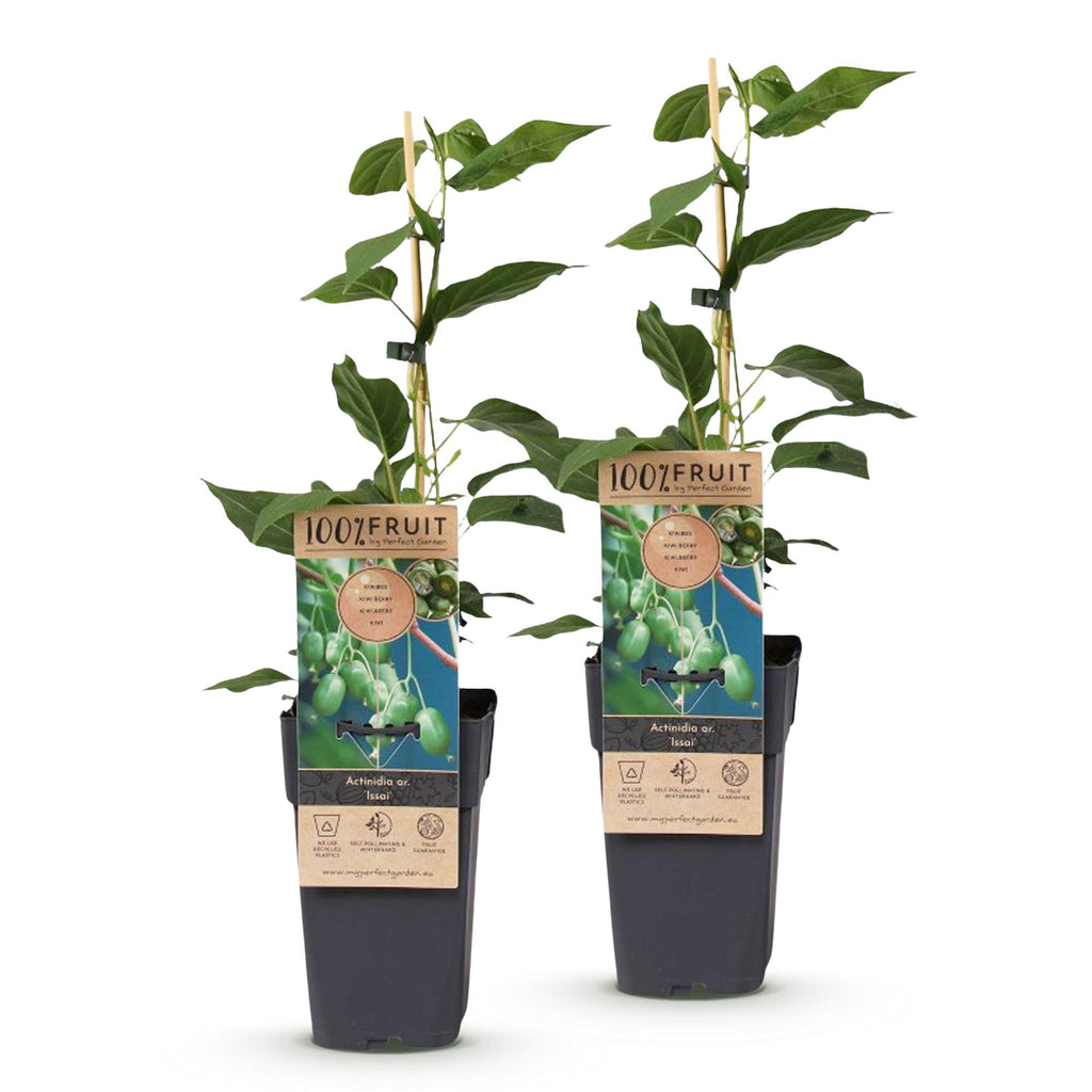 Fruitplant - Acitinidia arguta Issai - Kiwiplant - Zelfbestuivend - Groene Vrucht - 2 Planten - Pot 15cm - Hoogte 50cm