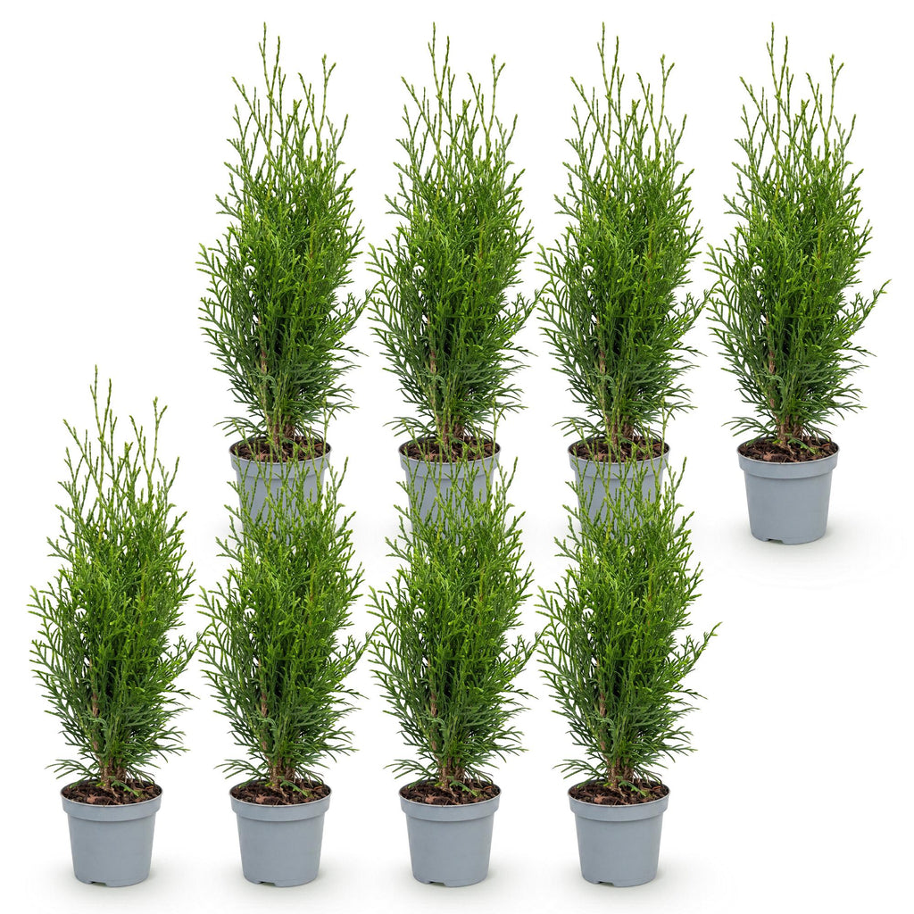 8x Thuja occidentalis Smaragd - Levensboom - Haagplanten - Groenblijvend - Groen - Pot 9cm - Hoogte 20-30cm