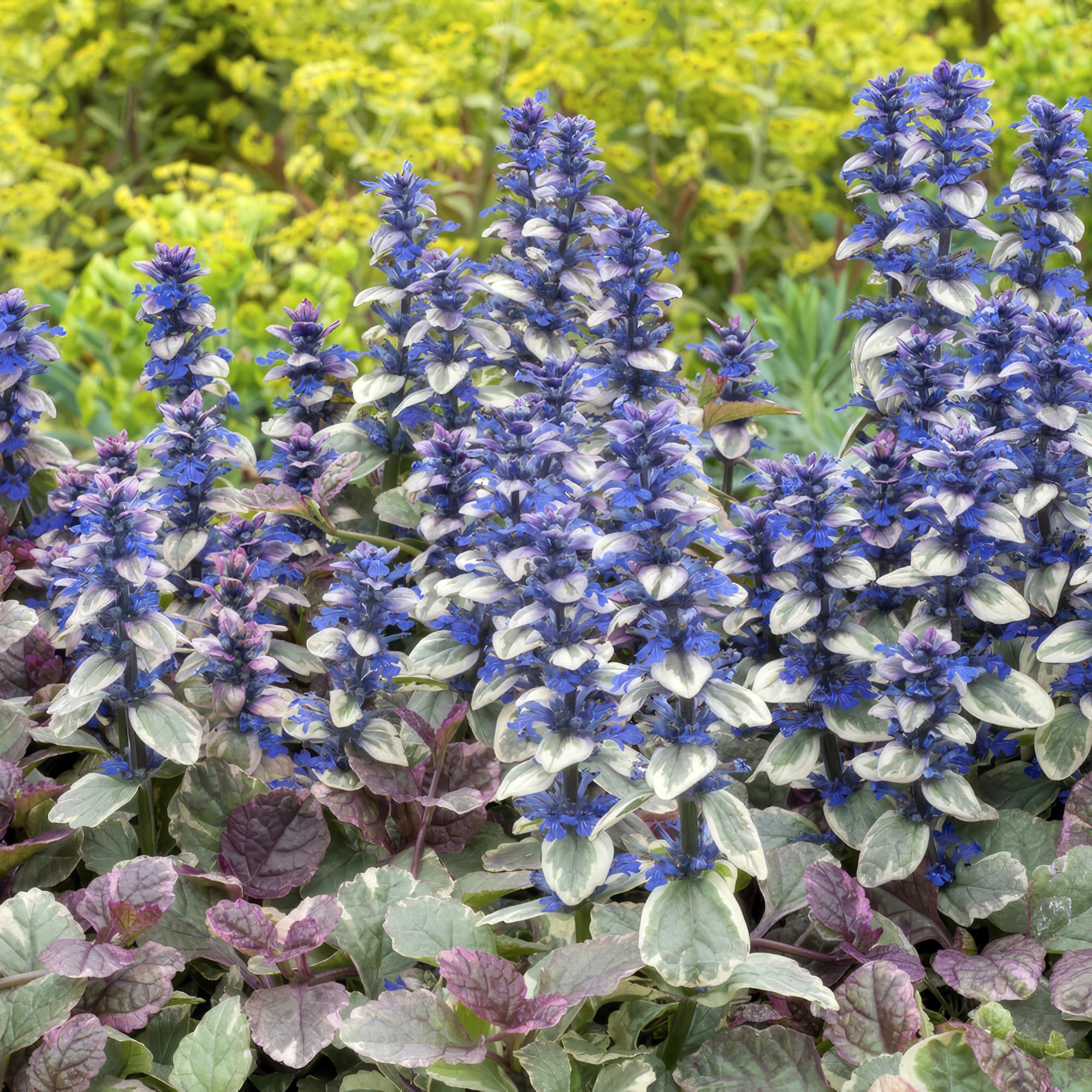 48x Ajuga reptans 'Burgundy Glow' - ↕10-25cm - Ø9cm