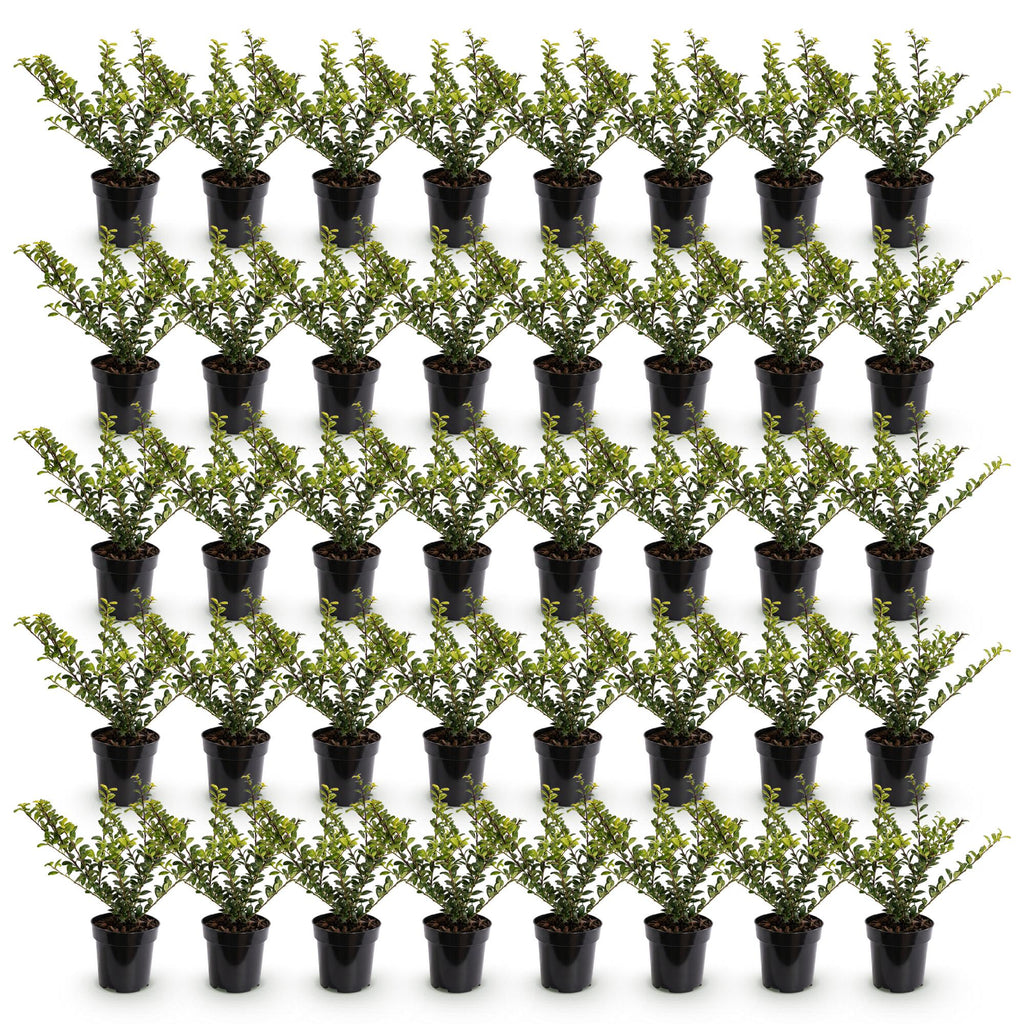 40x Ilex crenata Golden Gem - Japanse Hulst - Haagplanten - Groenblijvend - Geel - Pot 9cm - Hoogte 20-30cm