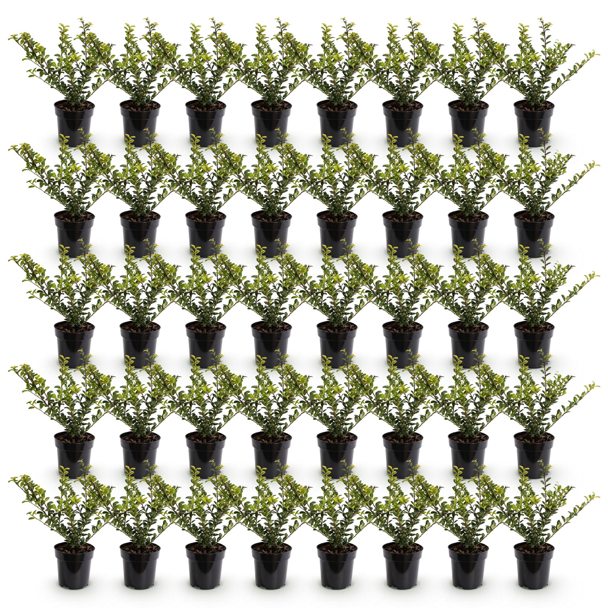 40x Ilex crenata Golden Gem - Japanse Hulst - Haagplanten - Groenblijvend - Geel - Pot 9cm - Hoogte 20-30cm