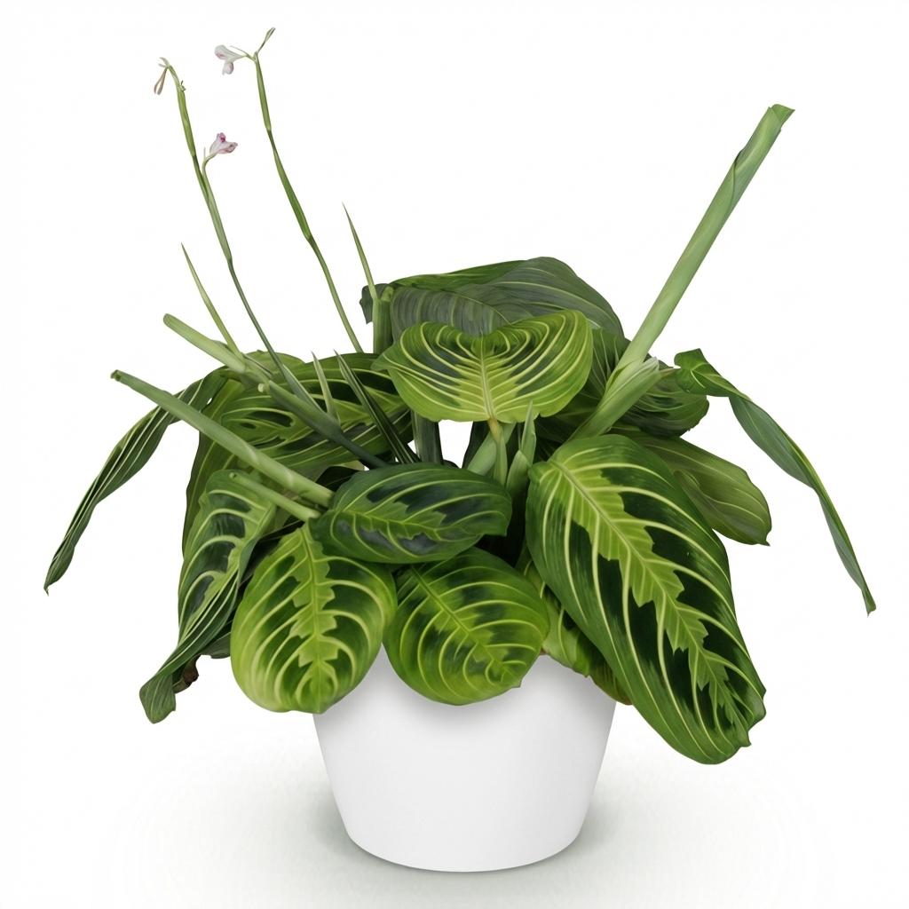 Kamerplant - Maranta Fascinator Lemon Lime - Gebedsplant - Huisdiervriendelijke Plant - Groen - 1 Plant - met Potter Wit - Pot 12cm - Hoogte 25cm