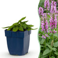 Vasteplant - Stachys off. Ukkie - Ezeloor - Rotsplanten - Roze - 12 Planten - Pot 11cm - Hoogte 15-25cm