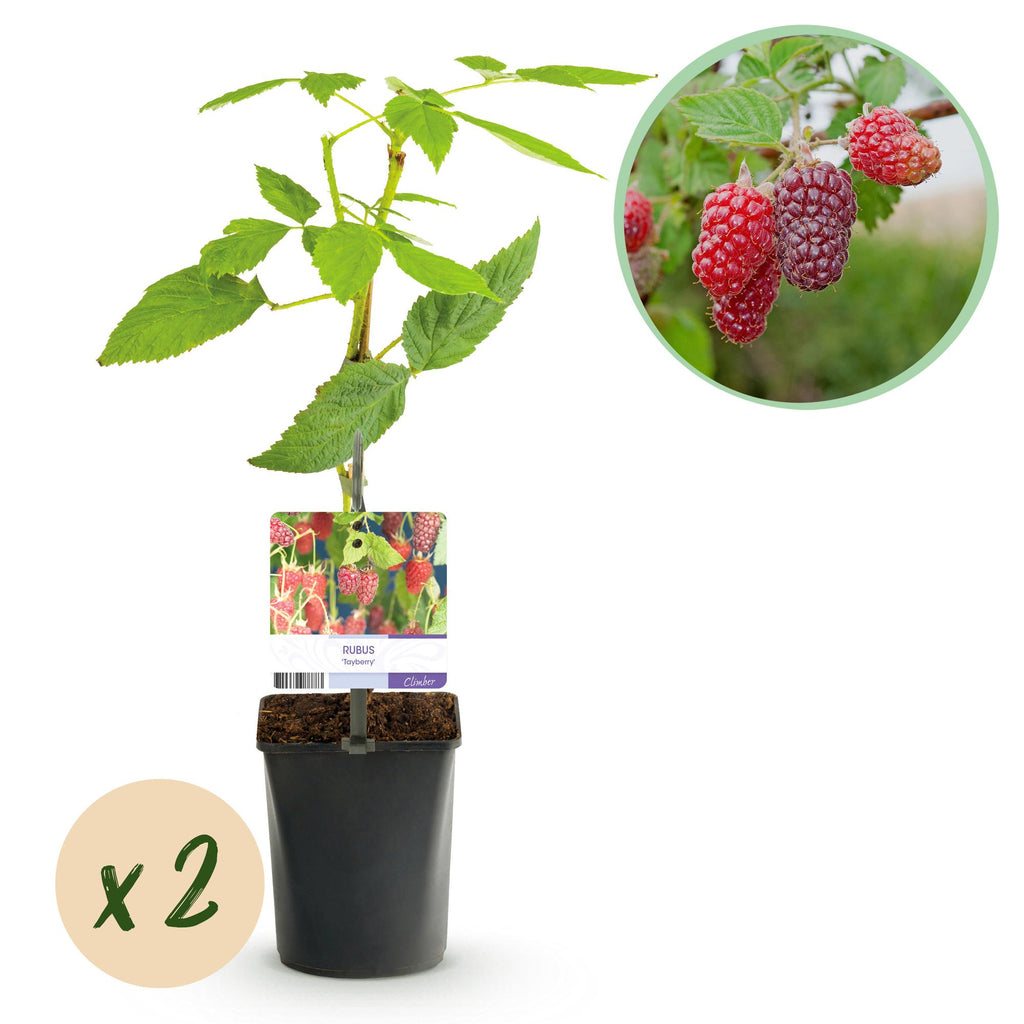 Fruitplant - Taybes - Rubus Tayberry  - Rode Vrucht - 2 planten -  Pot 11cm Hoogte 40cm