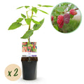 Fruitplant - Taybes - Rubus Tayberry  - Rode Vrucht - 2 planten -  Pot 11cm Hoogte 40cm