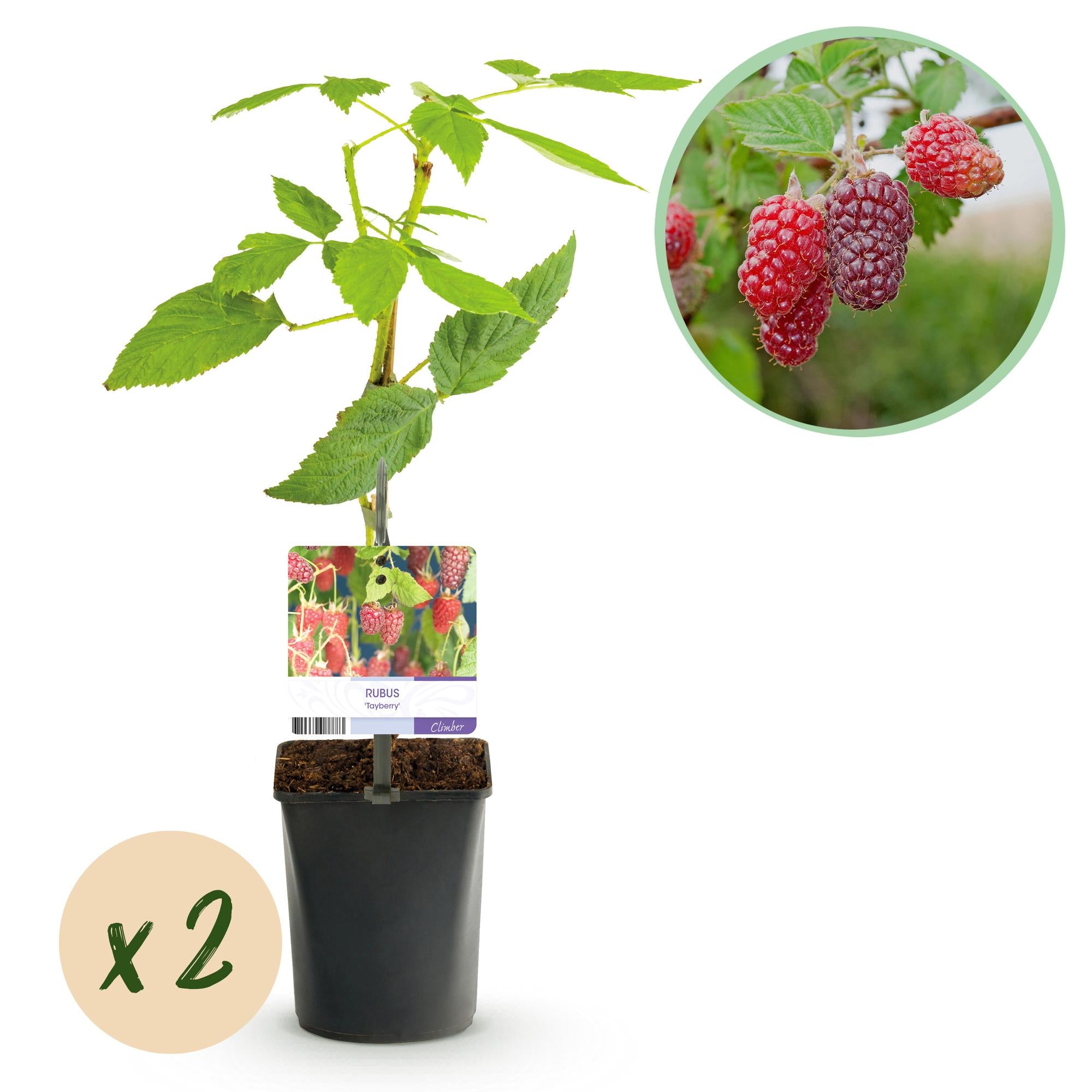Fruitplant - Taybes - Rubus Tayberry  - Rode Vrucht - 2 planten -  Pot 11cm Hoogte 40cm