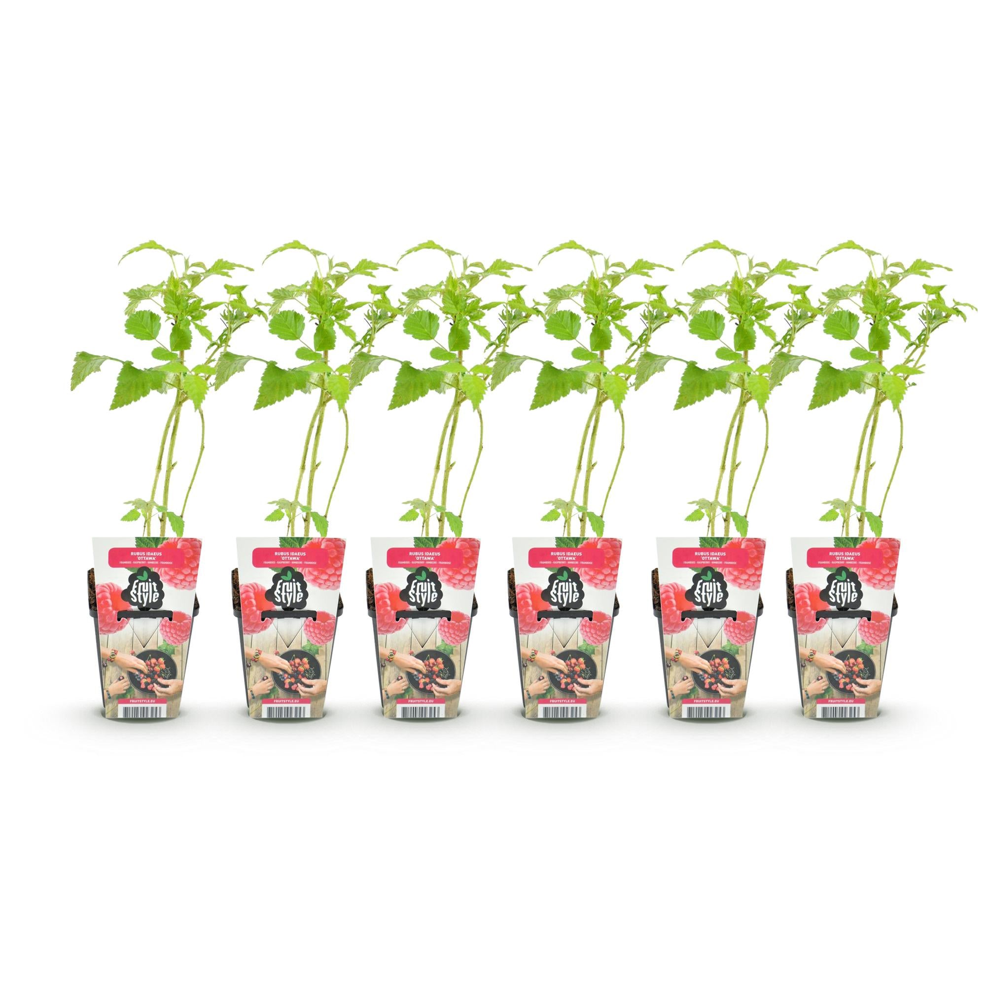 Fruitplanten - Framboos - Rubus idaeus Heritage - Winterhard - 6 Planten - Pot 9 cm - Rode Framboos