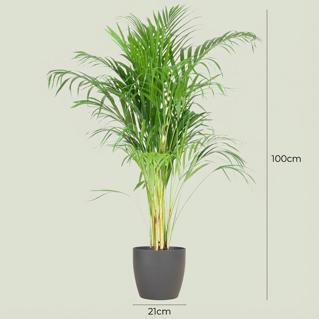 Areca Palm (Dypsis) mit Potter Grijs - 100cm - Ø21
